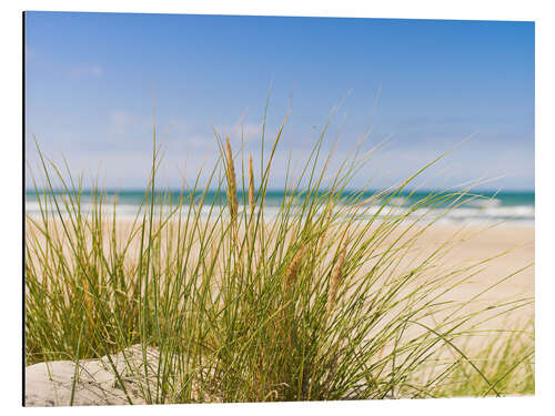 Tableau en aluminium Plage avec des herbes dans les dunes