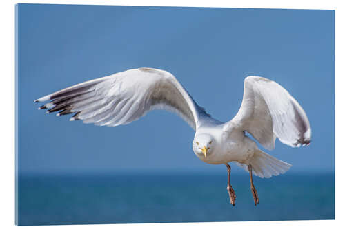 Akrylbilde Herring gull