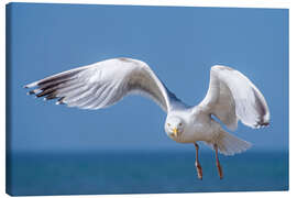 Canvas print Herring gull