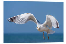 Foam board print Herring gull