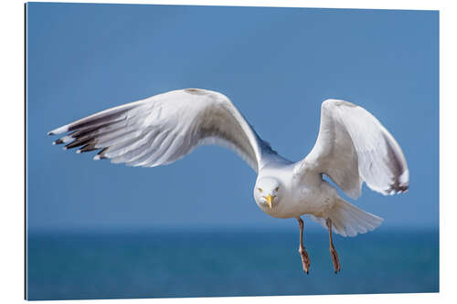 Cuadro de plexi-alu Herring gull