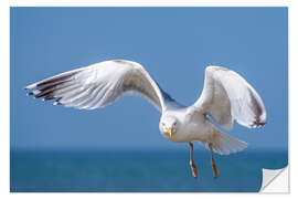 Vinilo para la pared Herring gull