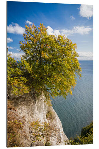 Aluminiumsbilde Chalk cliffs in the Jasmund National Park on Rügen