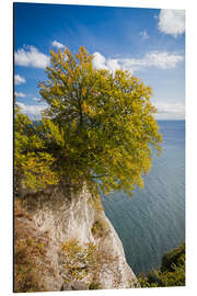 Aluminium print Chalk cliffs in the Jasmund National Park on Rügen