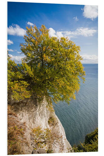 Print på skumplade Chalk cliffs in the Jasmund National Park on Rügen