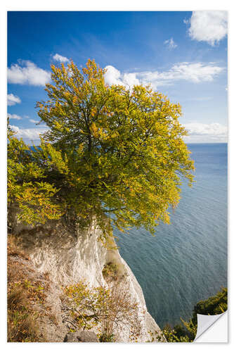 Wall sticker Chalk cliffs in the Jasmund National Park on Rügen