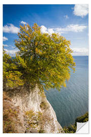 Vinilo para la pared Chalk cliffs in the Jasmund National Park on Rügen