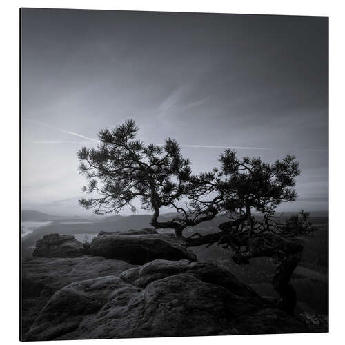 Aluminium print Lilienstein Pine