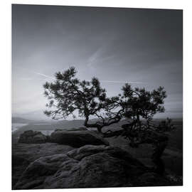 Foam board print Lilienstein Pine