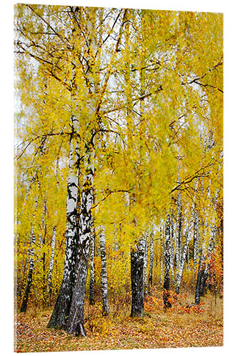 Acrylic print Birches in motion