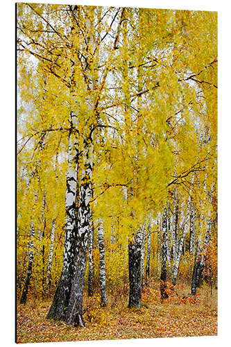 Stampa su alluminio Birches in motion