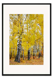 Gerahmter Kunstdruck Birken in Bewegung