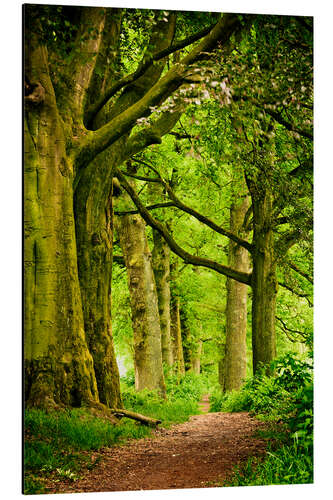 Tableau en aluminium Belles couleurs printanières dans une forêt