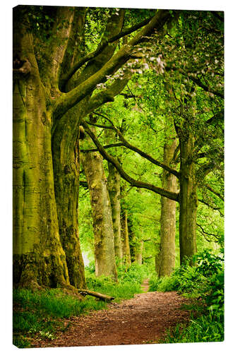 Canvas print Beautiful spring colors in a forest