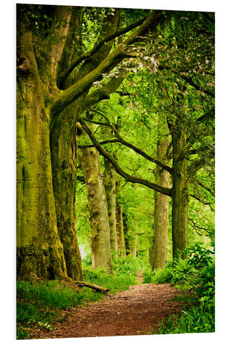 Foam board print Beautiful spring colors in a forest