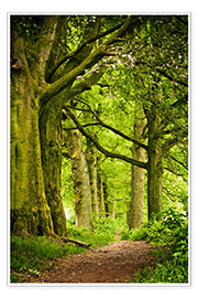 Poster Vackra vårfärger i en skog