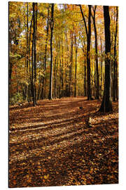 Tableau en aluminium Forêt automnale