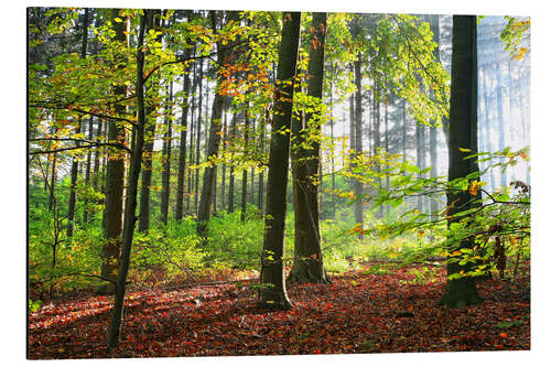 Tableau en aluminium Forêt d'automne tôt le matin en plein soleil