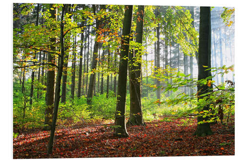 Foam board print Autumn forest early in the morning sunlight