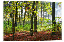 Foam board print Autumn forest early in the morning sunlight