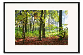 Gerahmter Kunstdruck Herbstwald in der frühen Morgensonne