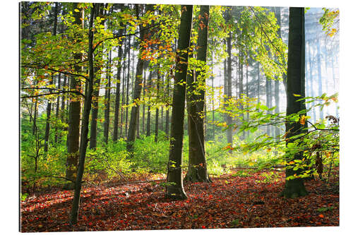 Gallery print Autumn forest early in the morning sunlight