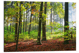 Magnettafel Herbstwald in der frühen Morgensonne