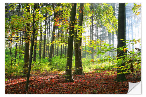 Sticker mural Forêt d'automne tôt le matin en plein soleil