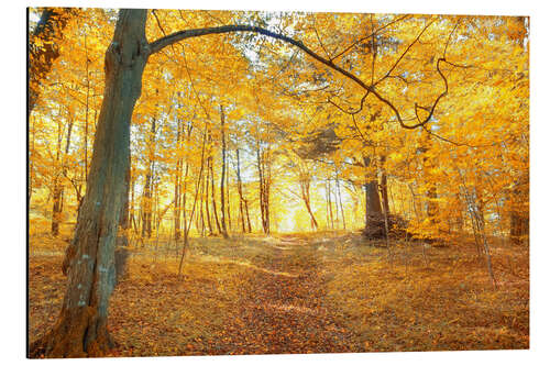 Tableau en aluminium Forêt d'automne dorée