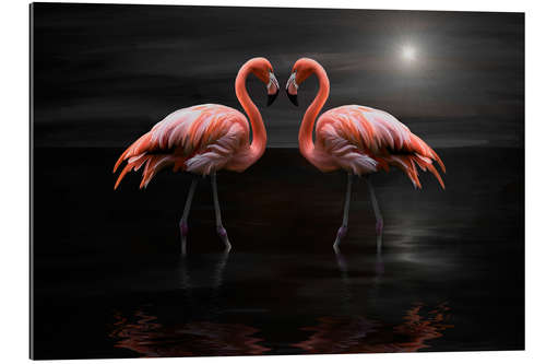 Gallery print Flamingos at night