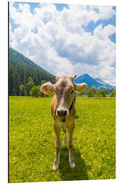 Aluminium print Young Calf