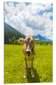 Gallery print Young Calf