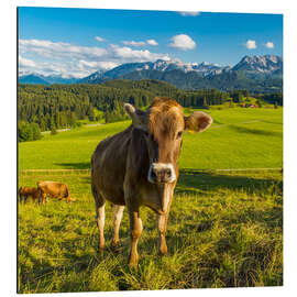 Aluminium print Funny Cow in the Alps