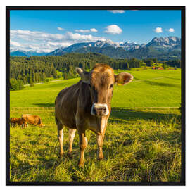Gerahmter Kunstdruck Lustige Kuh in den Alpen