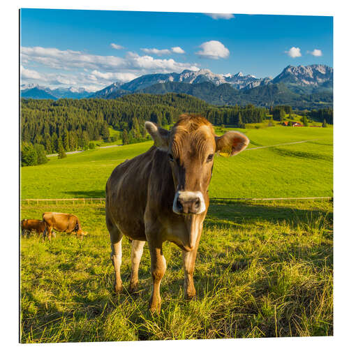 Gallery print Funny Cow in the Alps