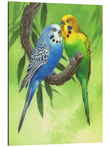 Aluminium print Budgies on Green Background