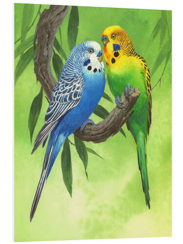 Foam board print Budgies on Green Background