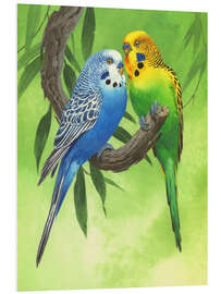 Foam board print Budgies on Green Background