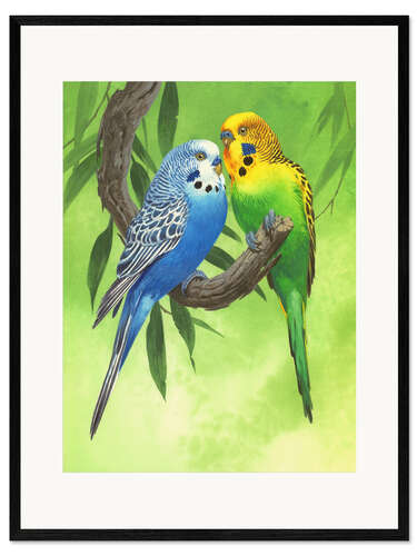 Innrammet kunsttrykk Budgies on Green Background