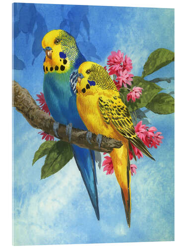 Stampa su vetro acrilico 25916 Budgies on Blue Background