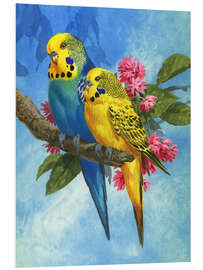 Foam board print Budgies on Blue Background