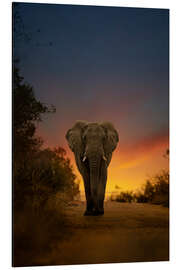 Magnettafel Elefantenbulle