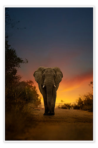 Poster bull elephant
