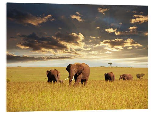 Acrylic print Elephants in Africa