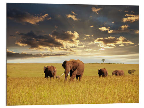 Aluminium print Elephants in Africa