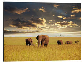 Aluminium print Elephants in Africa