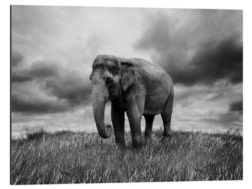 Aluminium print Elephant standing in the grass