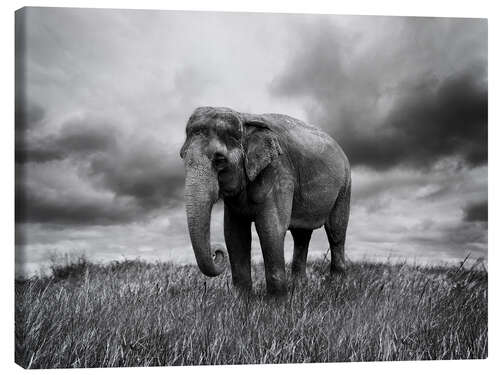 Quadro em tela Elephant standing in the grass