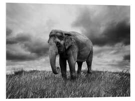 Foam board print Elephant standing in the grass