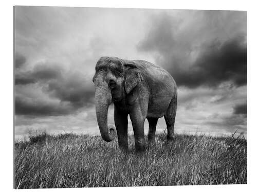 Tableau en plexi-alu Éléphant debout dans l'herbe